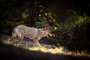 Wolf Pack Adopts Stray Puppy in Northern Greece