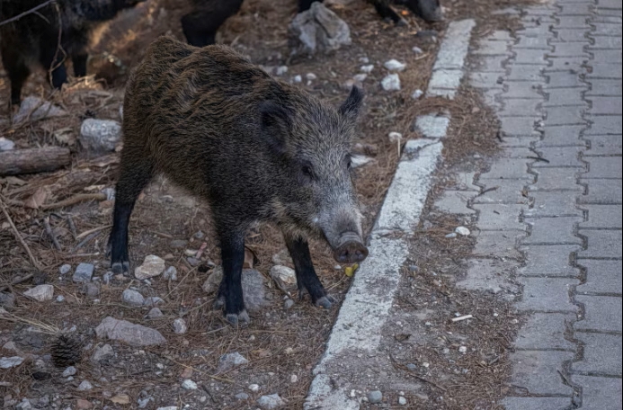 Police Officer Injured After Motorcycle Collides with Wild Boar