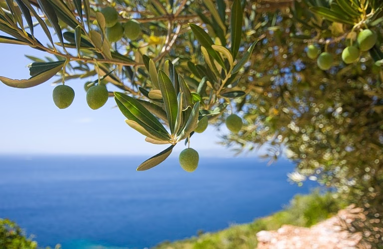Greek Food Exports to Canada Led by Olives and Olive Oil