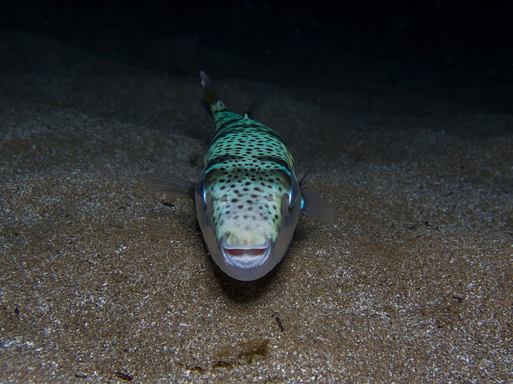 Greece Installs Floating Barrier Against Toxic Pufferfish