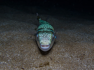 Greece Installs Floating Barrier Against Toxic Pufferfish