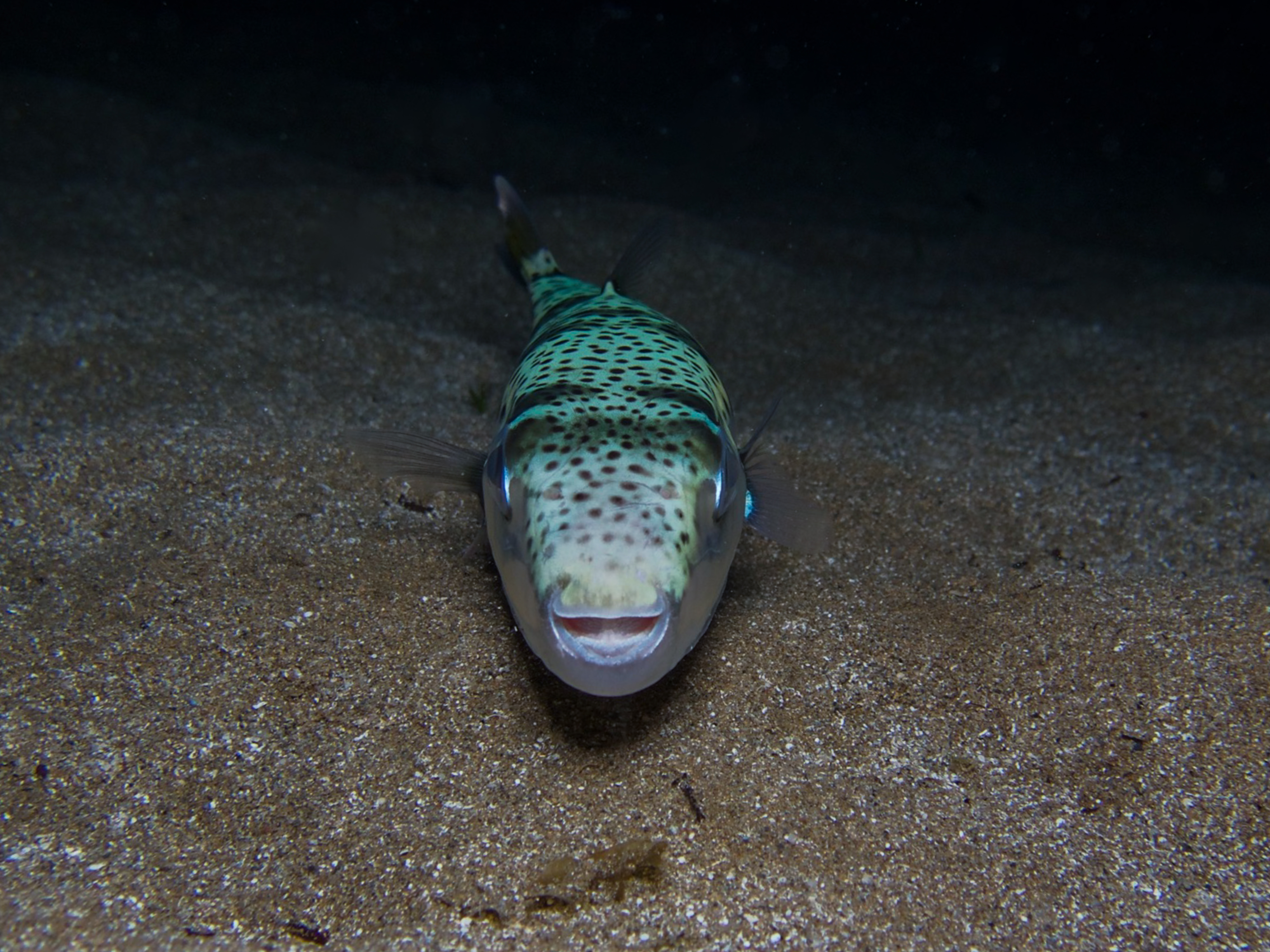 Greece Installs Floating Barrier Against Toxic Pufferfish