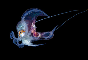 Rare Blanket Octopus Stuns Beachgoers in Greece