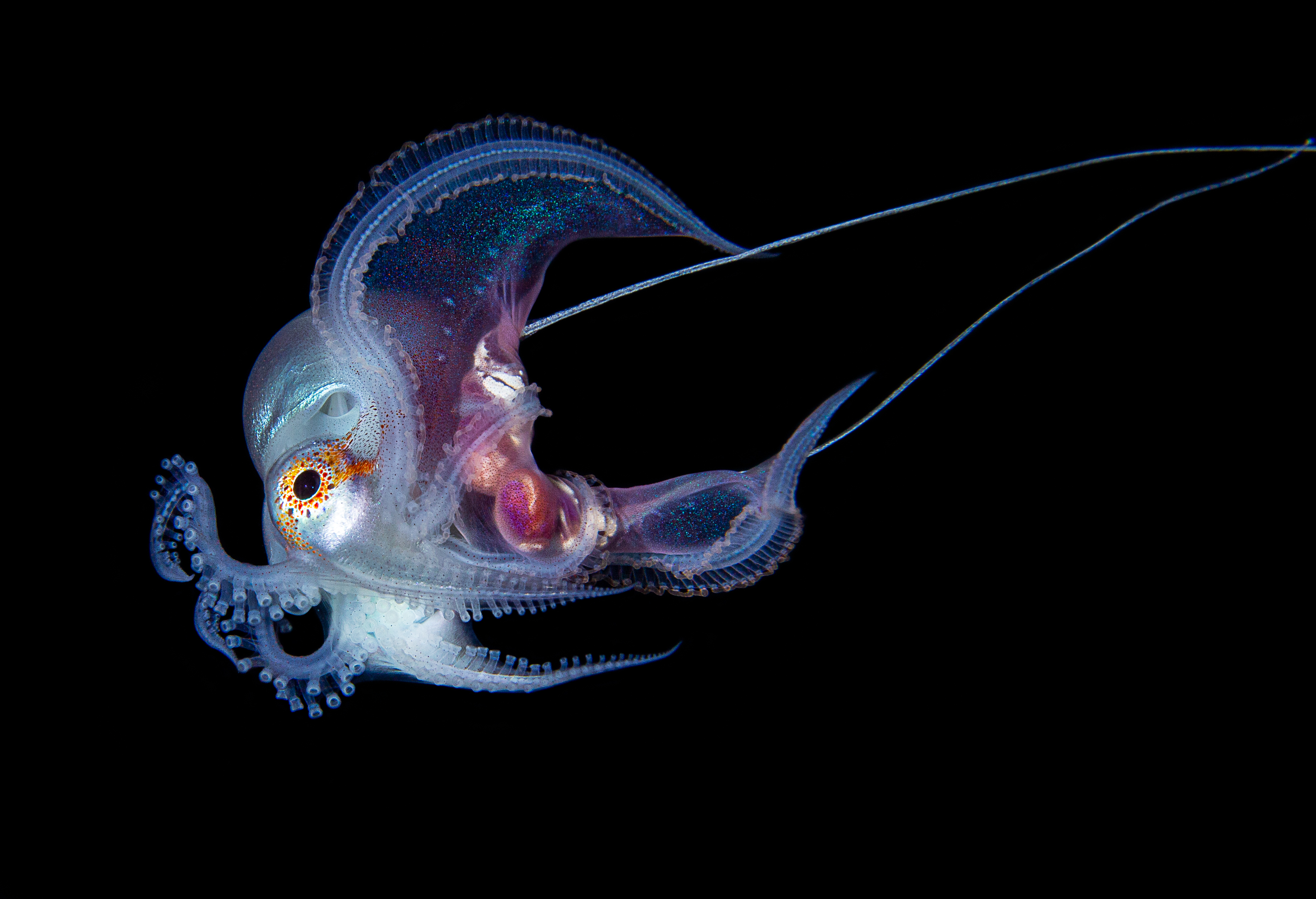 Rare Blanket Octopus Stuns Beachgoers in Greece