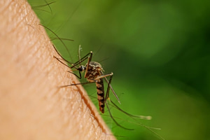First West Nile Virus Case Reported in Greece This Year
