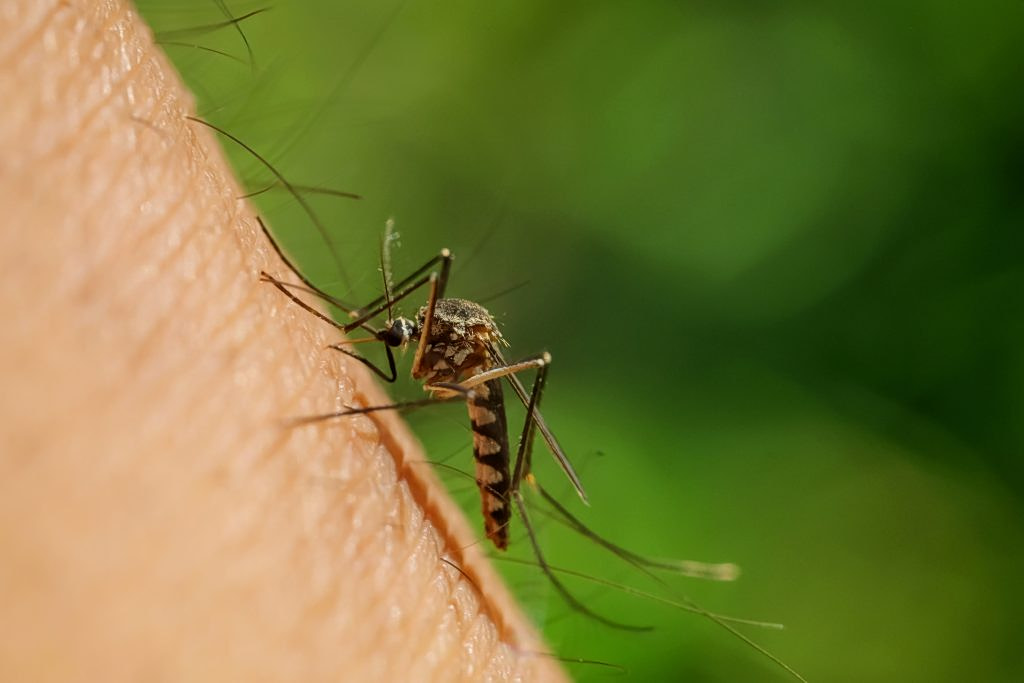 First West Nile Virus Case Reported in Greece This Year
