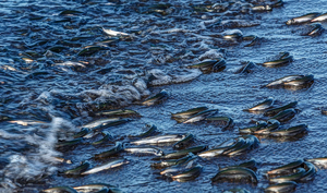 Thousands of Dead Fish Wash Ashore on Beach