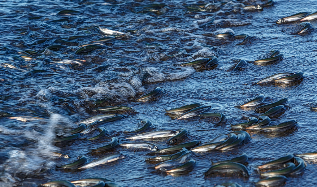 Thousands of Dead Fish Wash Ashore on Beach