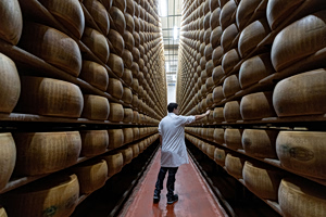 Extreme Heat Puts Italy’s Parmigiano Reggiano at Risk