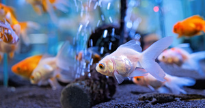 Argentine Court Grants Two Goldfish Legal Rights