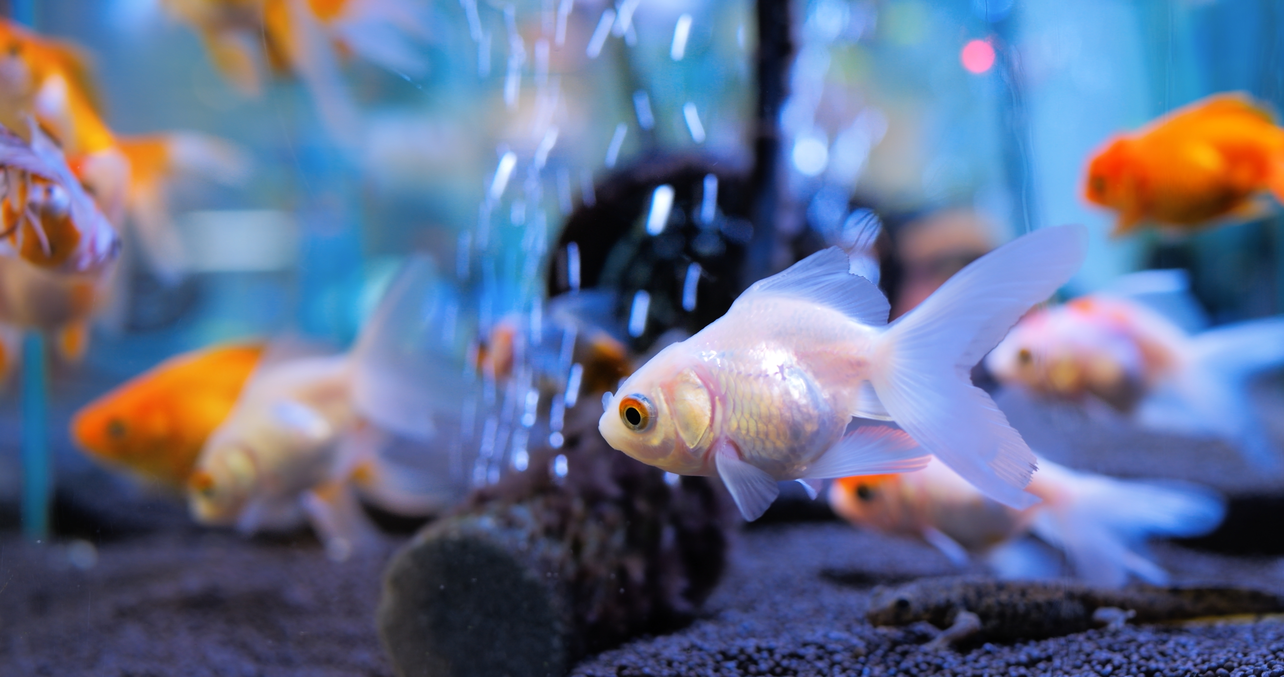 Argentine Court Grants Two Goldfish Legal Rights