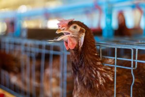 Patients Discharged After Salmonella Outbreak in Central Greece