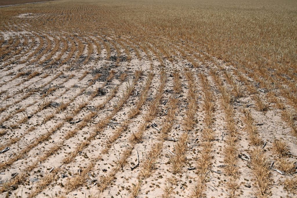 urea fertilizer