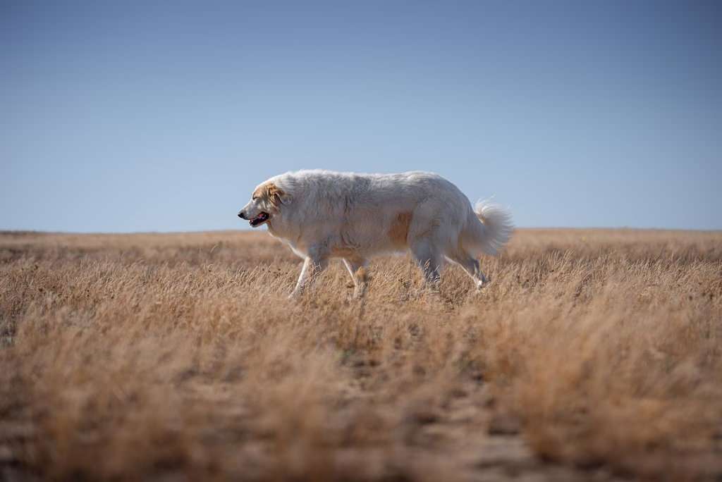 Dog Owner Arrested in Greece Over Animal Transport Violations