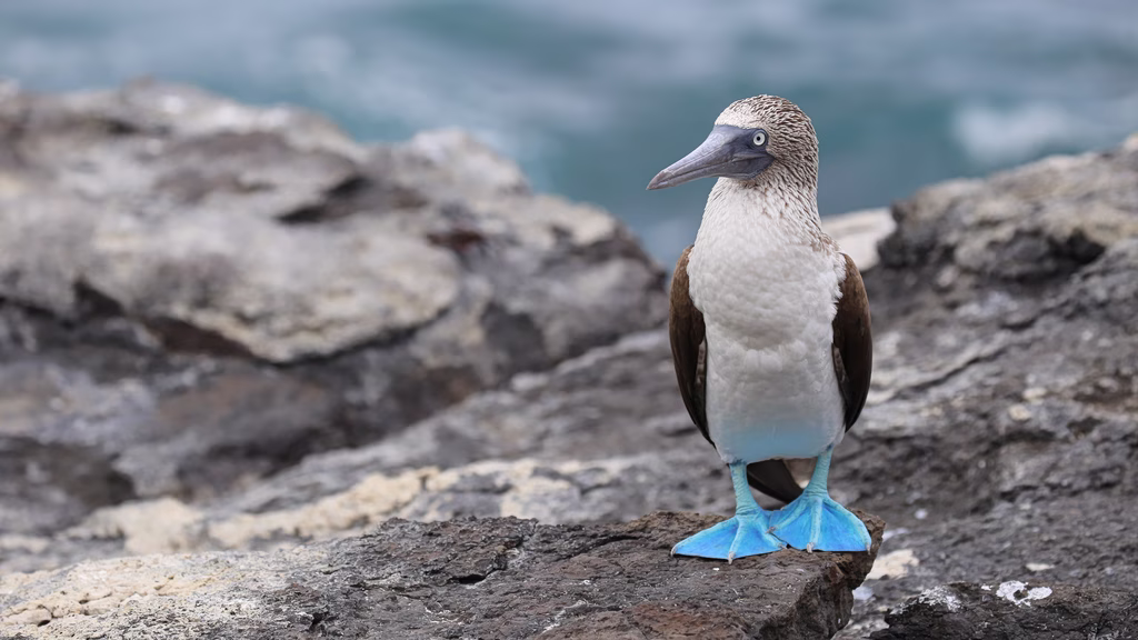 Blue-Footed Booby’s Unique Courtship Dance Wins Mates