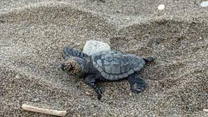 First Loggerhead Hatchlings Emerge on Zakynthos Greece