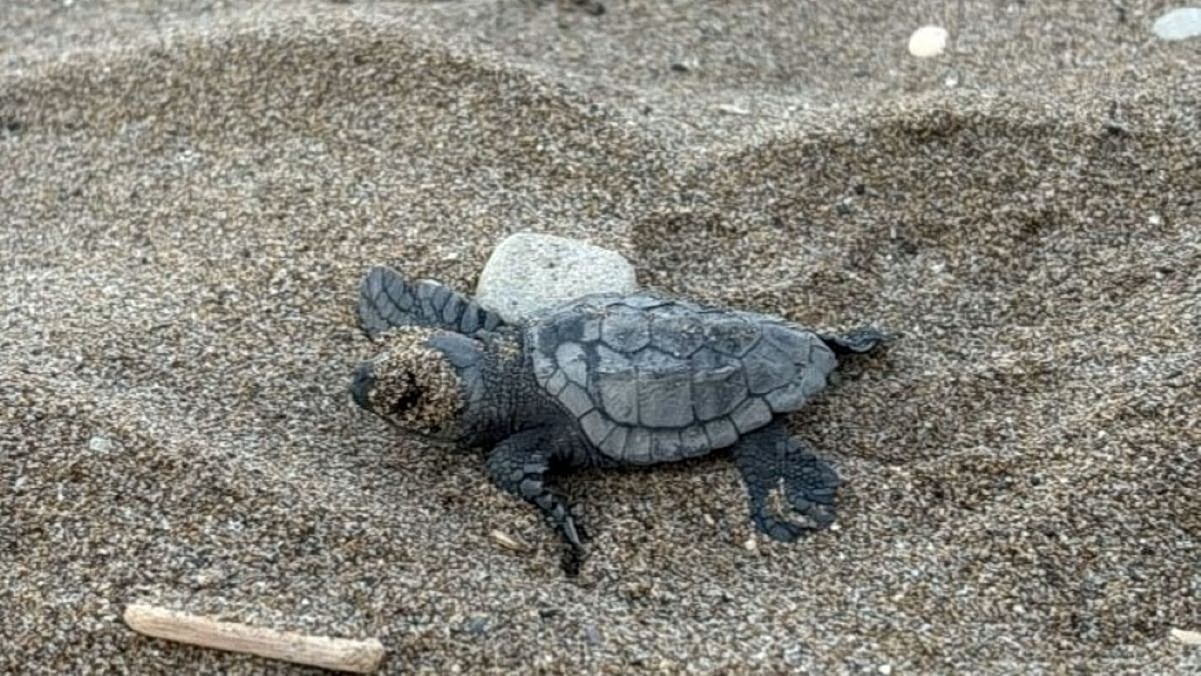 First Loggerhead Hatchlings Emerge on Zakynthos Greece