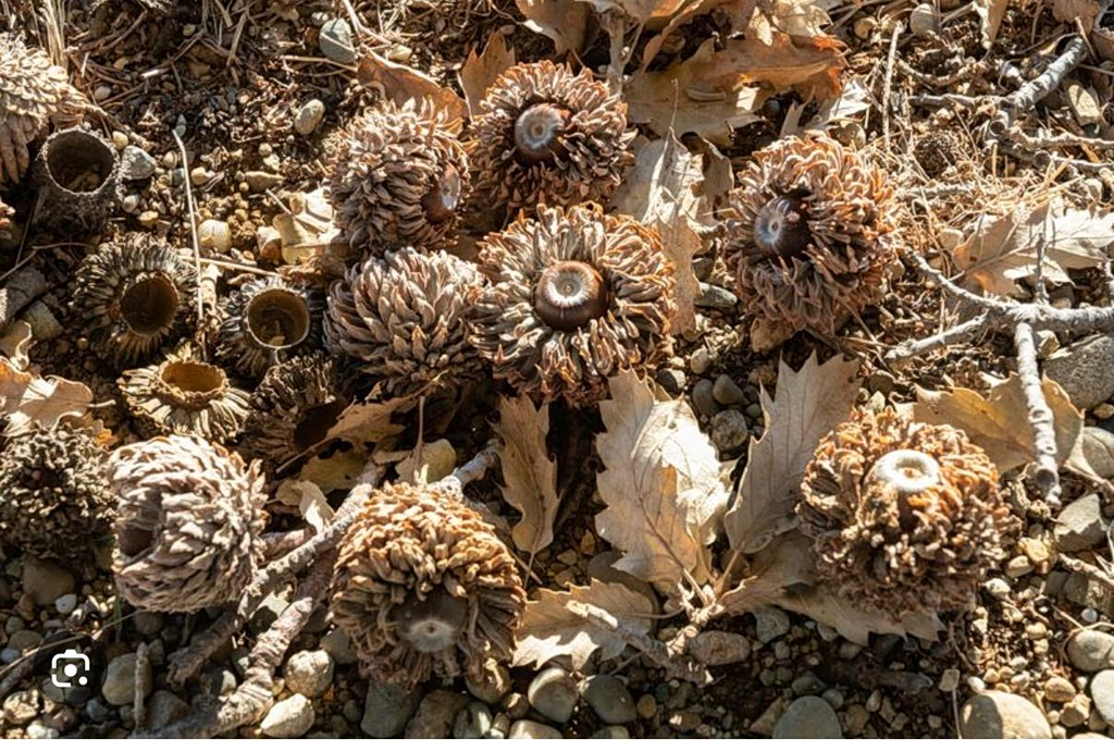valonia acorns scattered across the ground under an oak tree in autumn. Credit: Apostolos Tzogianis