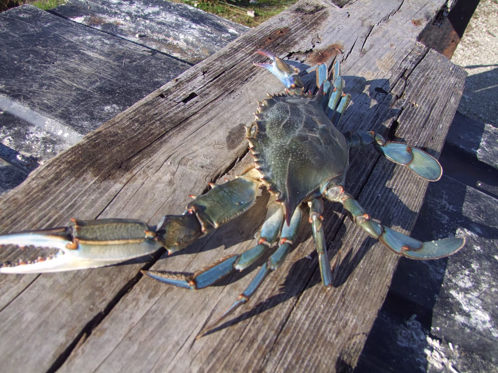 Blue Crab Becomes Familiar Presence in Greece’s Pineios Delta