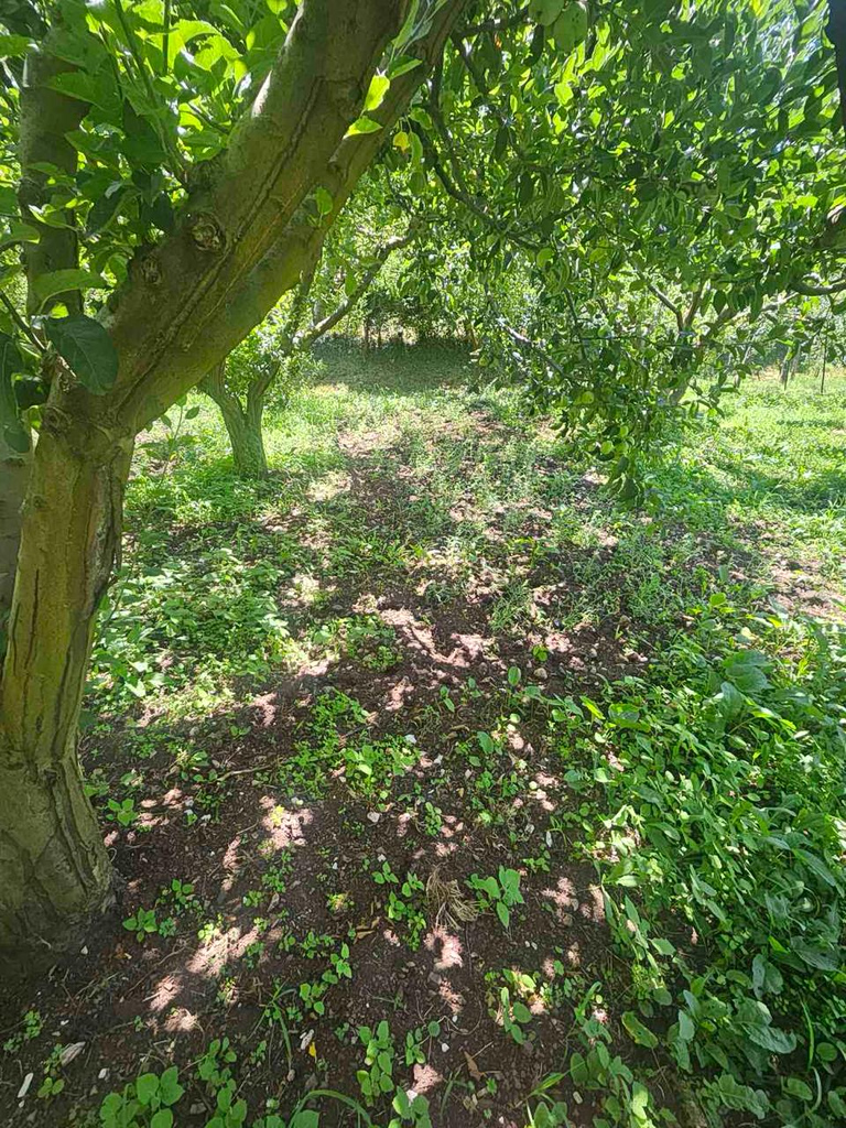 valonia oak acorn tree