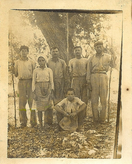 valonia acorn harvesters