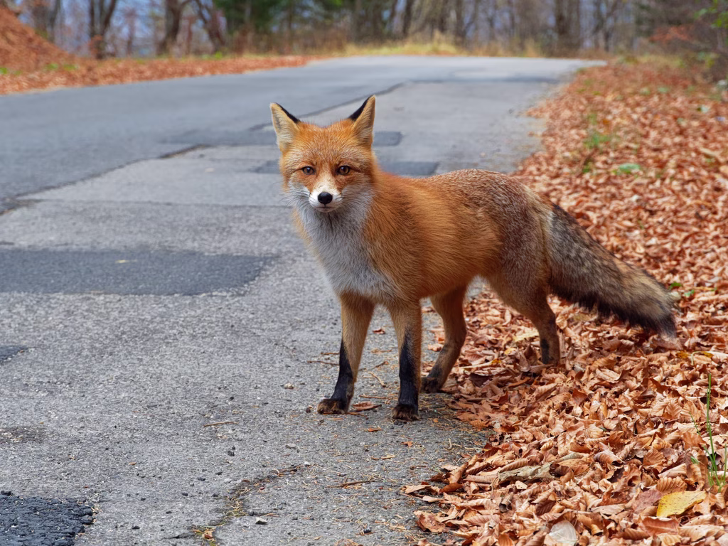 Fox Attacks Leave Two Injured on Greek Beach