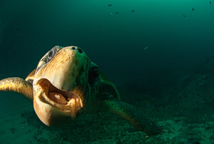 Singer Injured in Caretta Caretta Turtle Bite