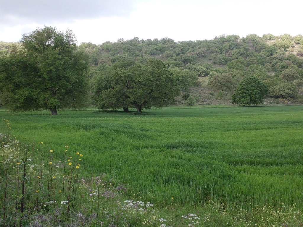 silvopastoral landscape valonia oak forest
