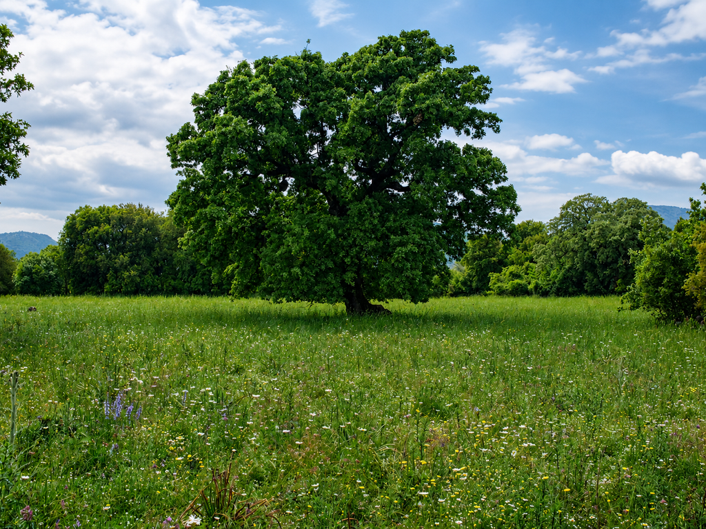 valonia oak tree acorn