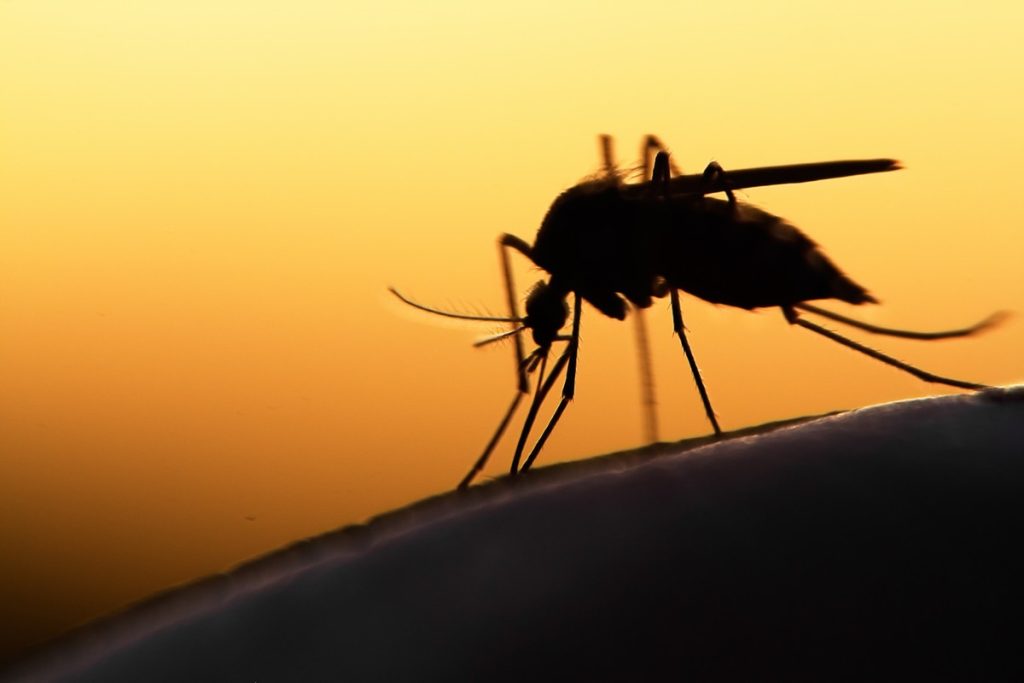 West Nile Virus Case Confirmed in Athens Coastal Municipality