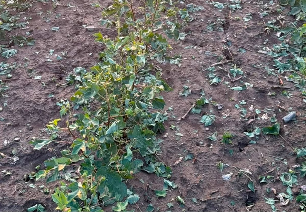 Severe Storms Cause Widespread Crop Damage in Evros