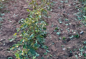 Severe Storms Cause Widespread Crop Damage in Evros