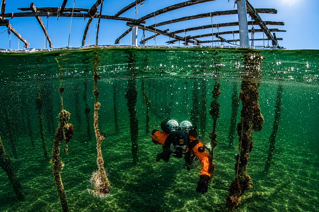 abandoned mussel farm aquaculture