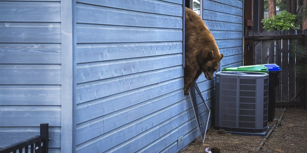 Bears Are Running Amok in Lake Tahoe and Causing Chaos Among Locals