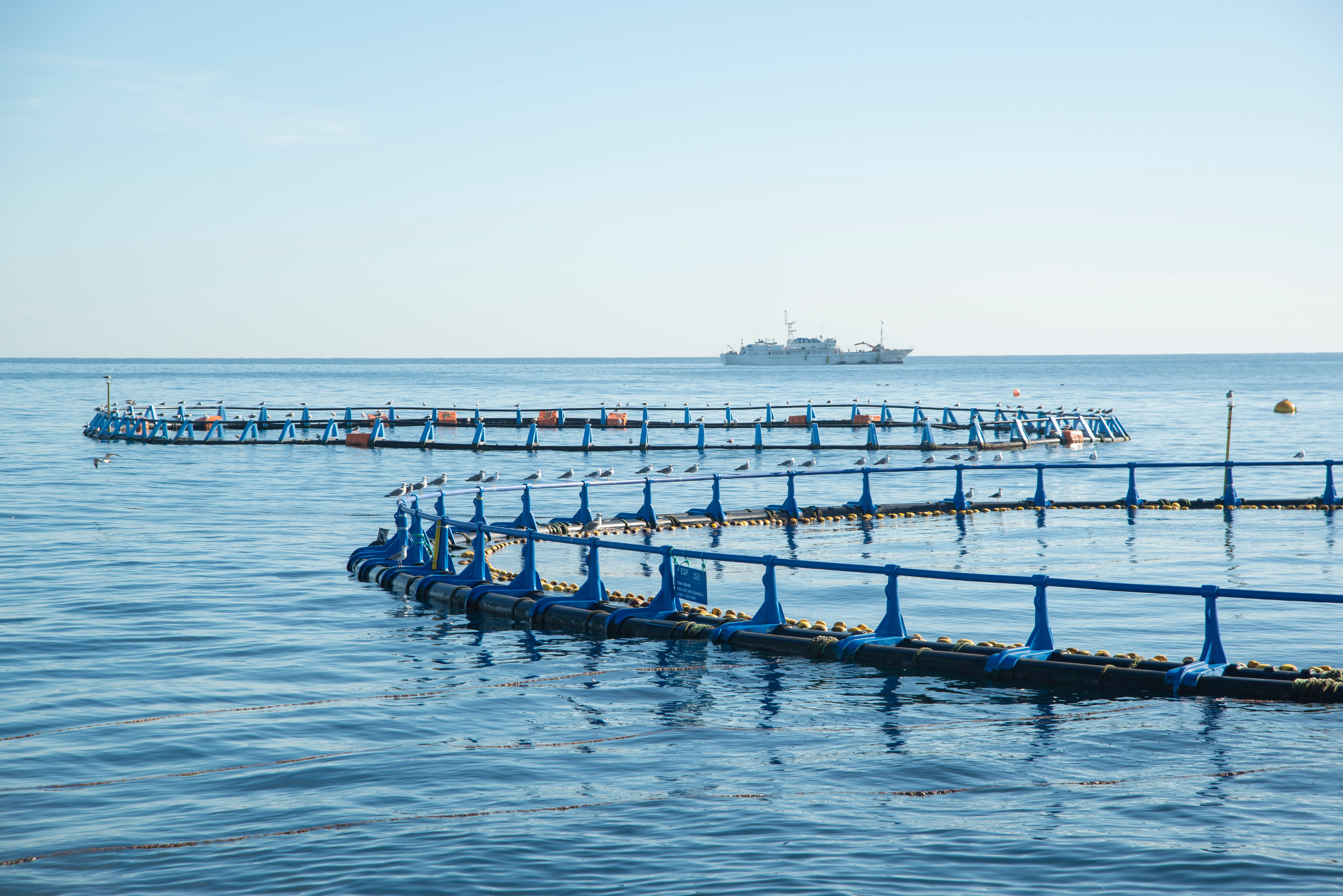 Cooke Pushes Ahead in Consolidation of Greek Aquaculture Sector