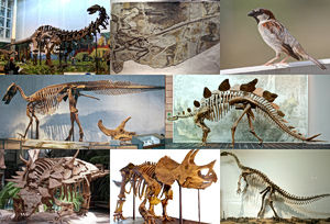 Dinosaur Extinction