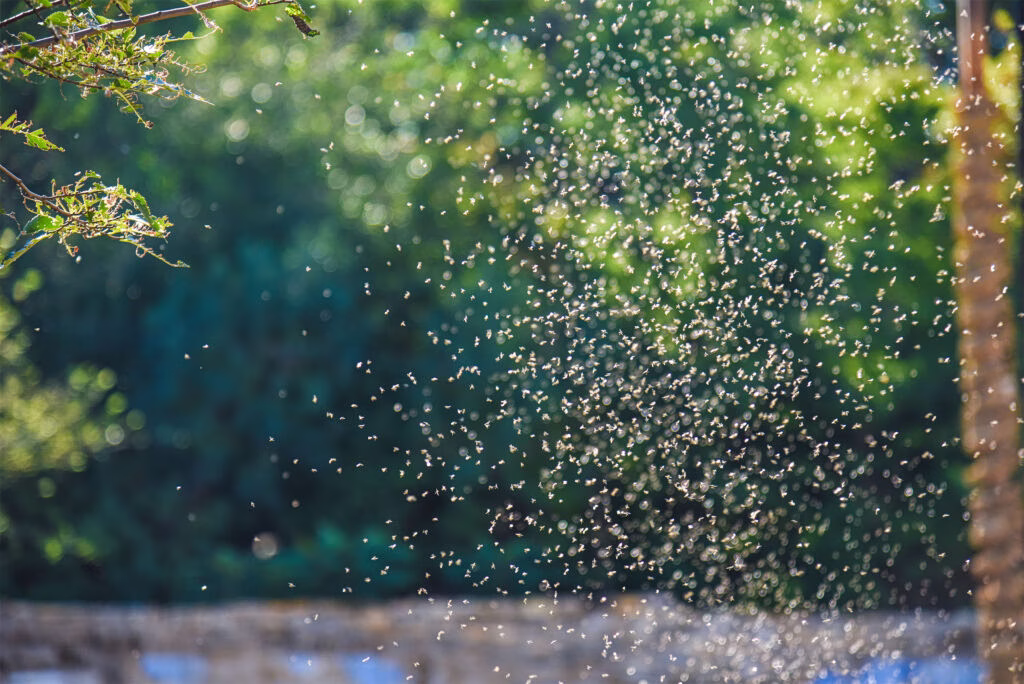 Greece Expands Mosquito Control Measures Over West Nile Virus