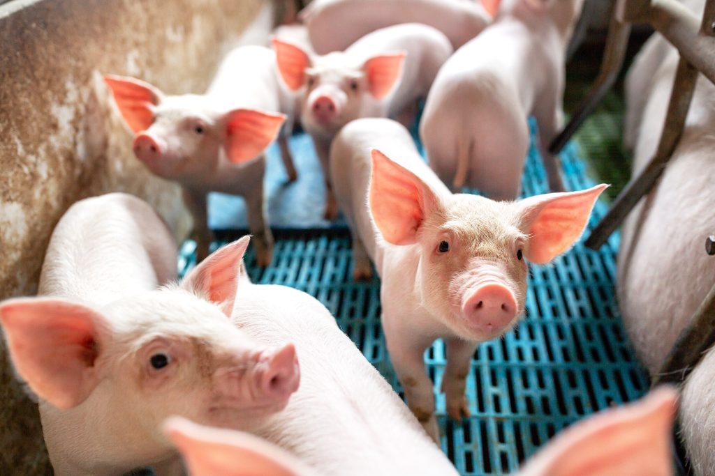 Finland Detects First Case Of African Swine Fever