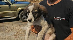 Animal Rescue Effort Intensifies as Firefighters Secure Attica-Boeotia Wildfire Perimeter