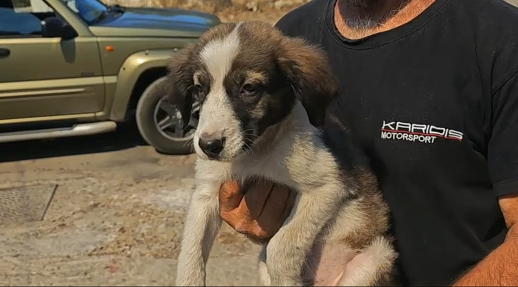 Animal Rescue Effort Intensifies as Firefighters Secure Attica-Boeotia Wildfire Perimeter
