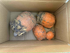 Four Tortoises Painted Orange in Greece Animal Abuse Case