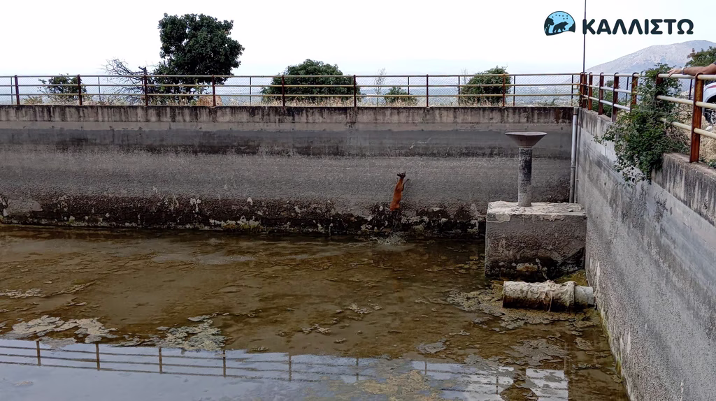 Rescue Operation Saves Deer Trapped in Water Tank