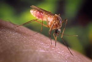 West Nile Virus Prompts New Blood Donation Measures