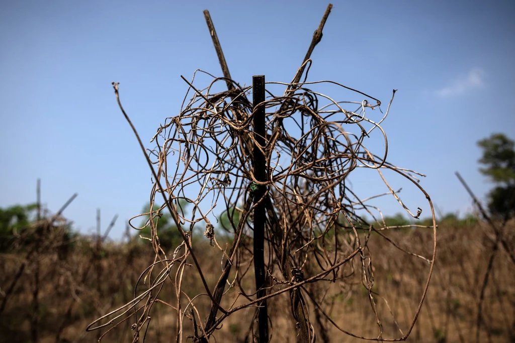 Strong El Niño Could Drive 49 Million Into Acute Hunger