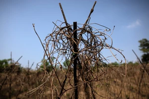 Strong El Niño Could Drive 49 Million Into Acute Hunger