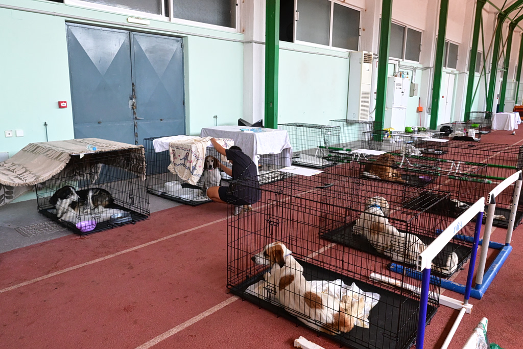 Rescue Effort Continues for Animals After Attica Wildfires