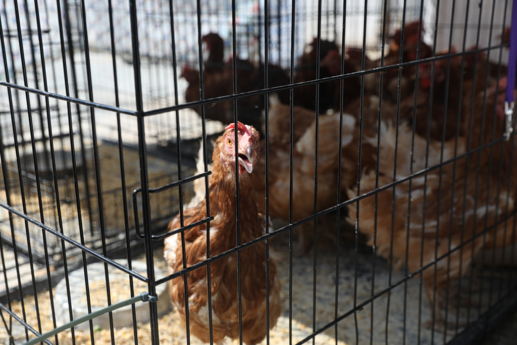 Rescue Effort Continues for Animals After Attica Wildfires