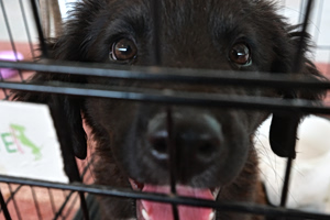 Rescue Effort Continues for Animals After Attica Wildfires