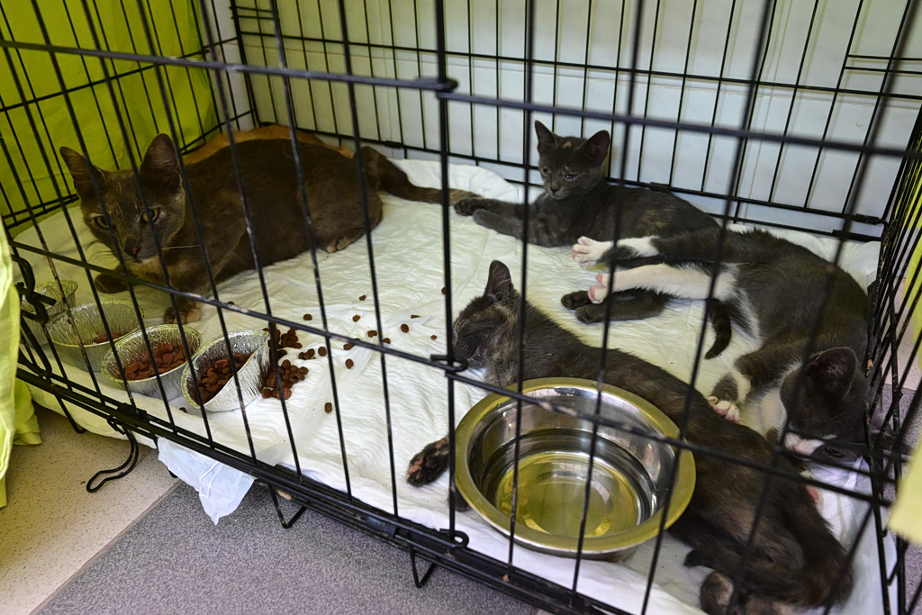 Rescue Effort Continues for Animals After Attica Wildfires