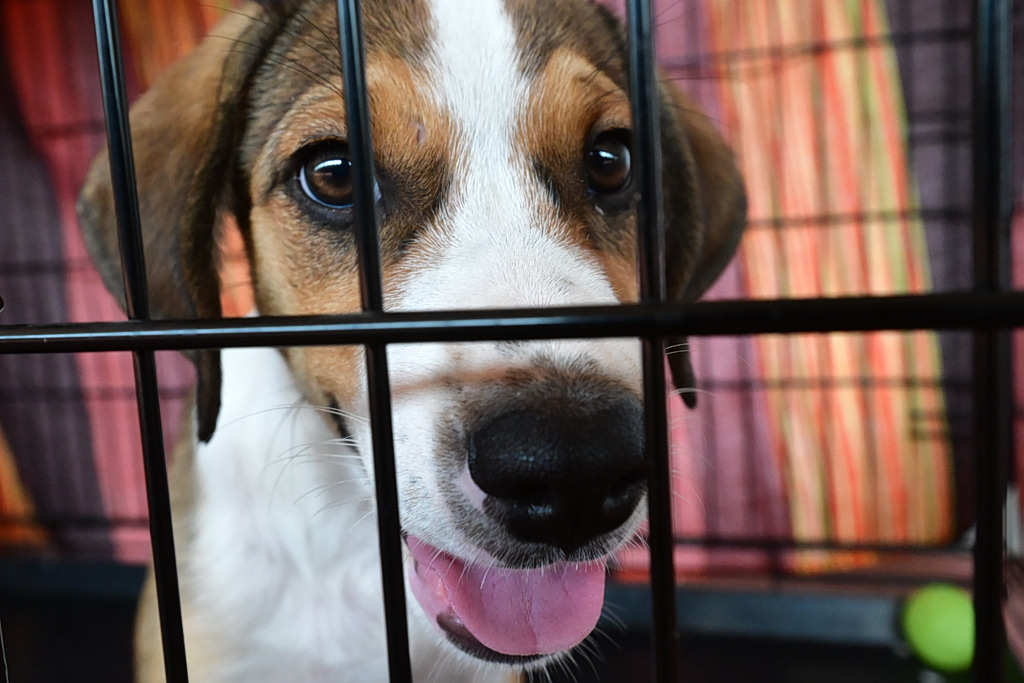 Rescue Effort Continues for Animals After Attica Wildfires